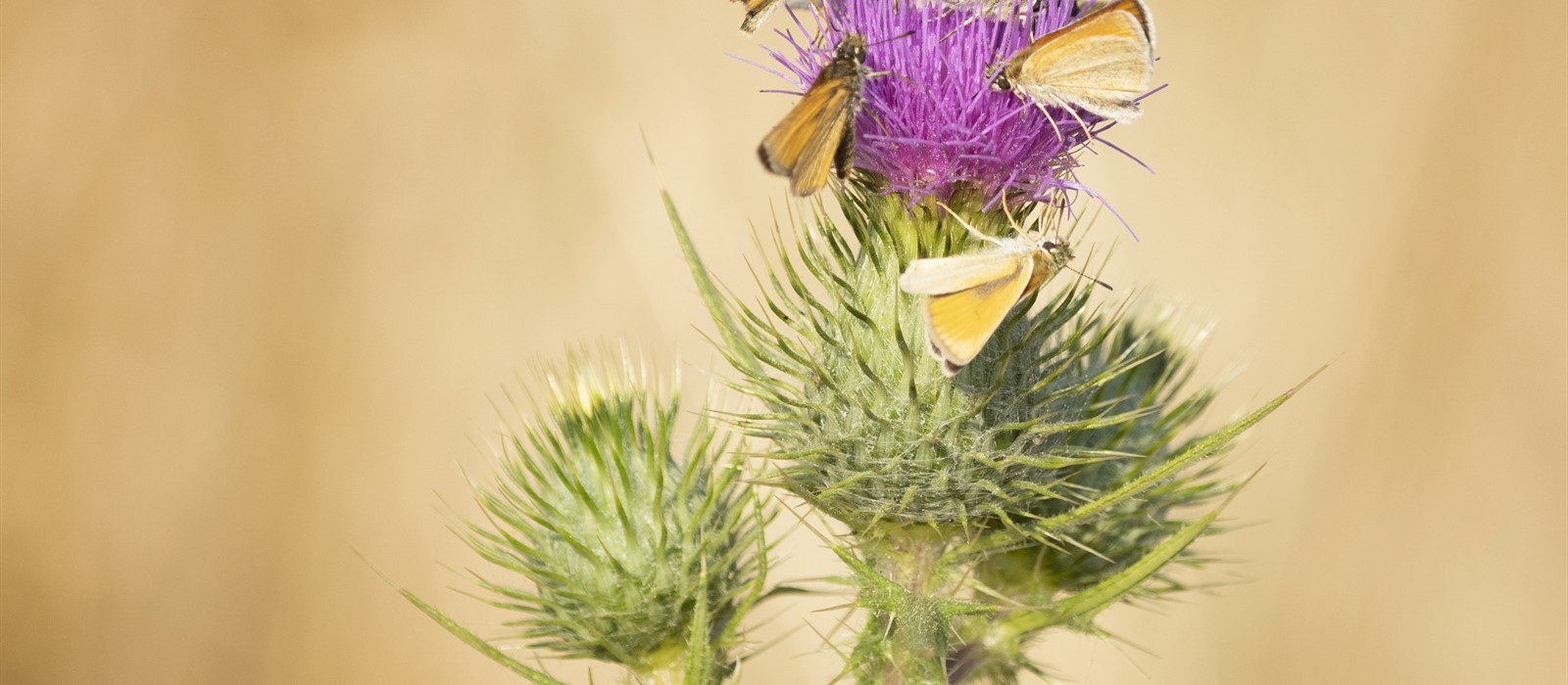 Thistle with flying insects