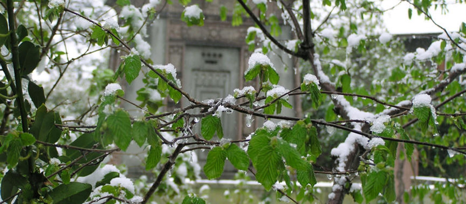 A mausoleum visible through snow covered tree branches