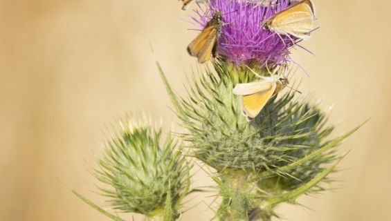 Thistle with flying insects