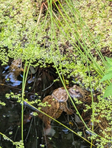 New pond residents at Meadway Orchard